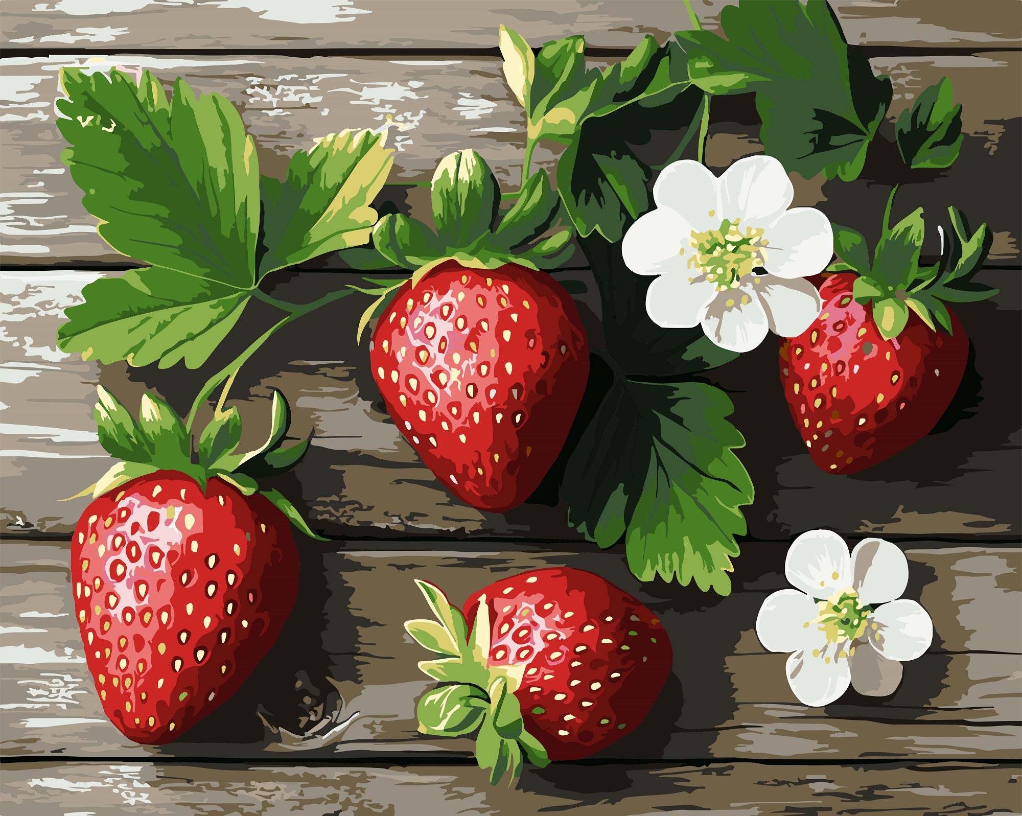 צביעה לפי מספרים - PBN1102