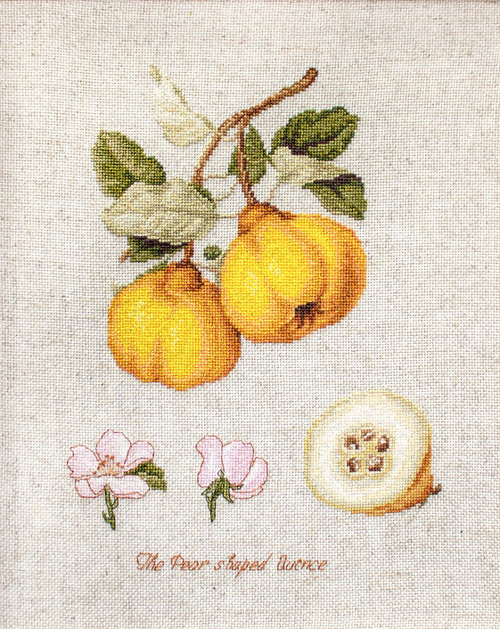 רקמה על בד גבינה - The Pear shaped Quince
