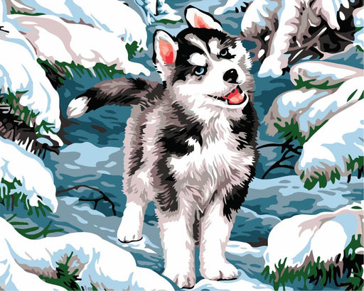 צביעה לפי מספרים - גור האסקי (ערכת פרימיום)