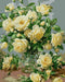 צביעה לפי מספרים - ורדים לבנים, אלברט ויליאמס (ערכת פרימיום)